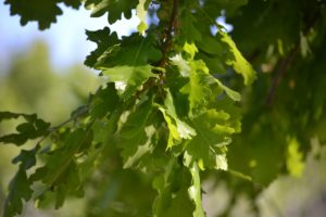 DSC_0996_WEB