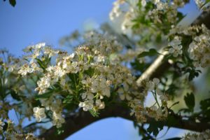 DSC_1001_WEB